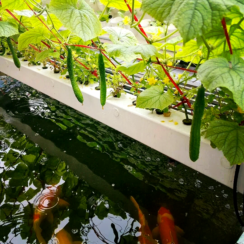 邵阳市种植槽鱼菜共生 - 方案